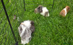 Guinea Pig rodents for sale: Male and female Guinea pigs - Image 10