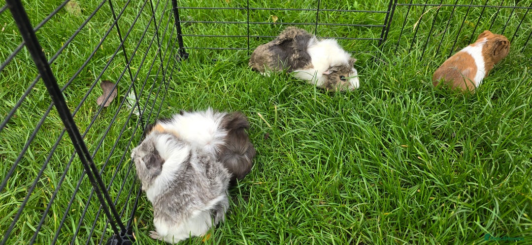Guinea Pig rodents for sale: Male and female Guinea pigs - Image 10