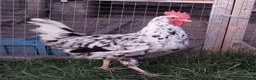 Chickens poultry for sale: chicks and chickens pure breeds - hatching eggs - Advert 6