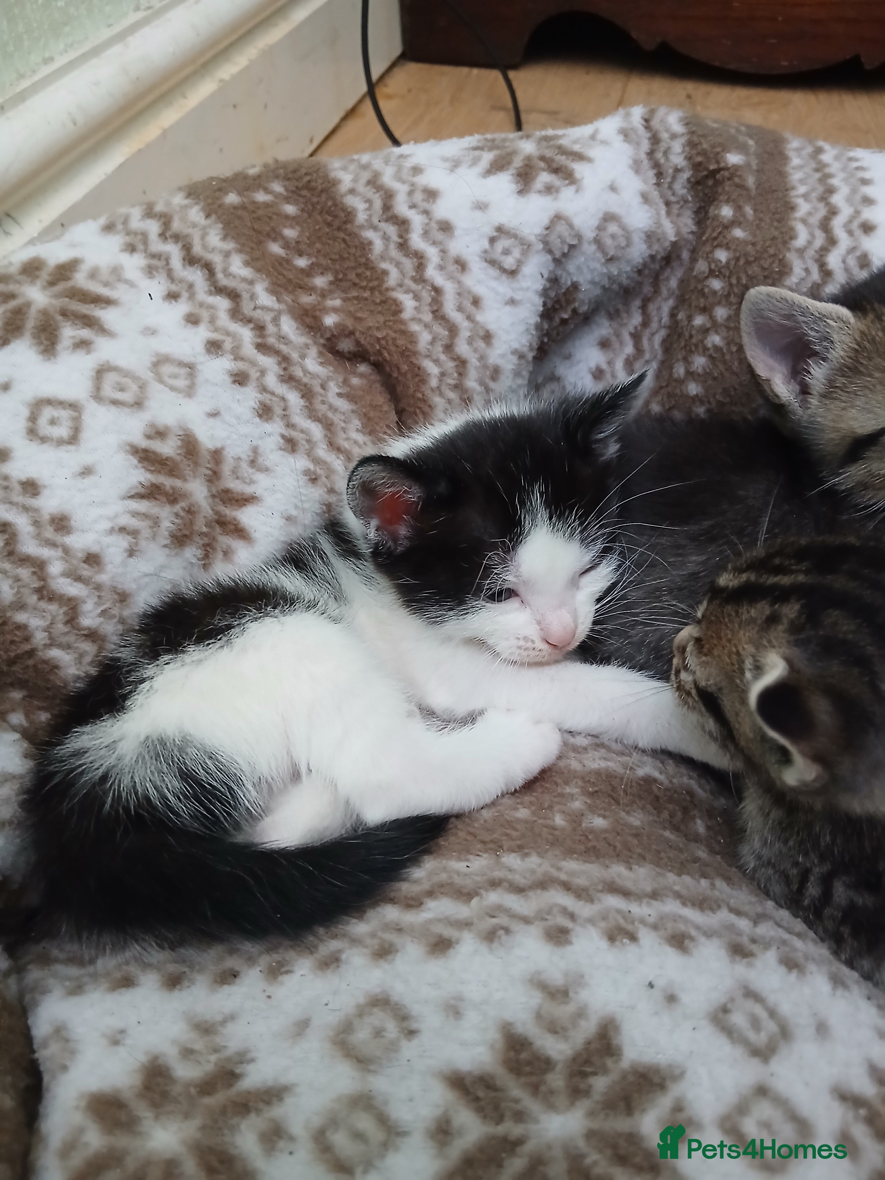 British Shorthair cats 1 boys,3 girls - Advert 2