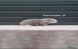 Mini Lop rabbits for sale: Gorgeous mini lop rabbits ready now  - Image 4