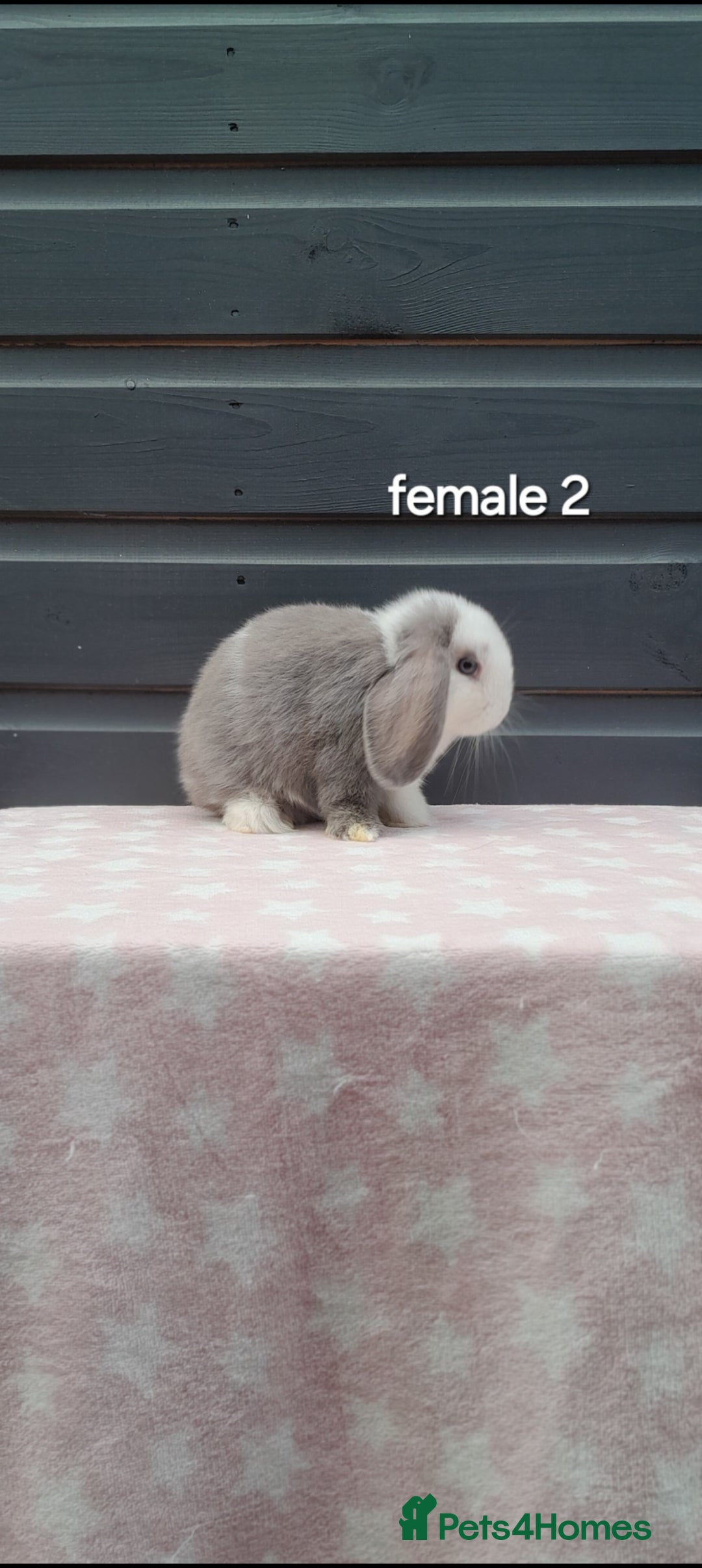 Mini Lop rabbits for sale: Gorgeous mini lop rabbits ready now  - Image 4