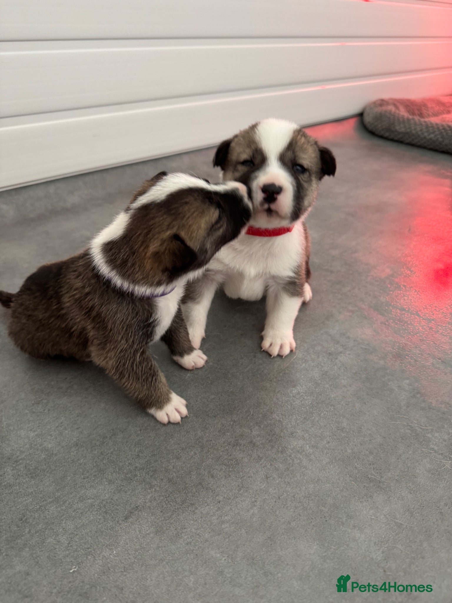 Mixed Breed dogs for sale: Mother is akita x staff father is full Akita - Advert 2