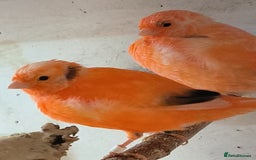 Canaries birds for sale: Young 2025 canaries  - Image 9