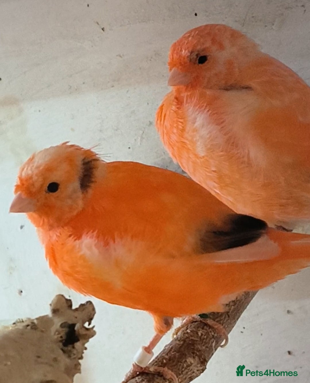 Canaries birds for sale: Young 2025 canaries  - Image 9