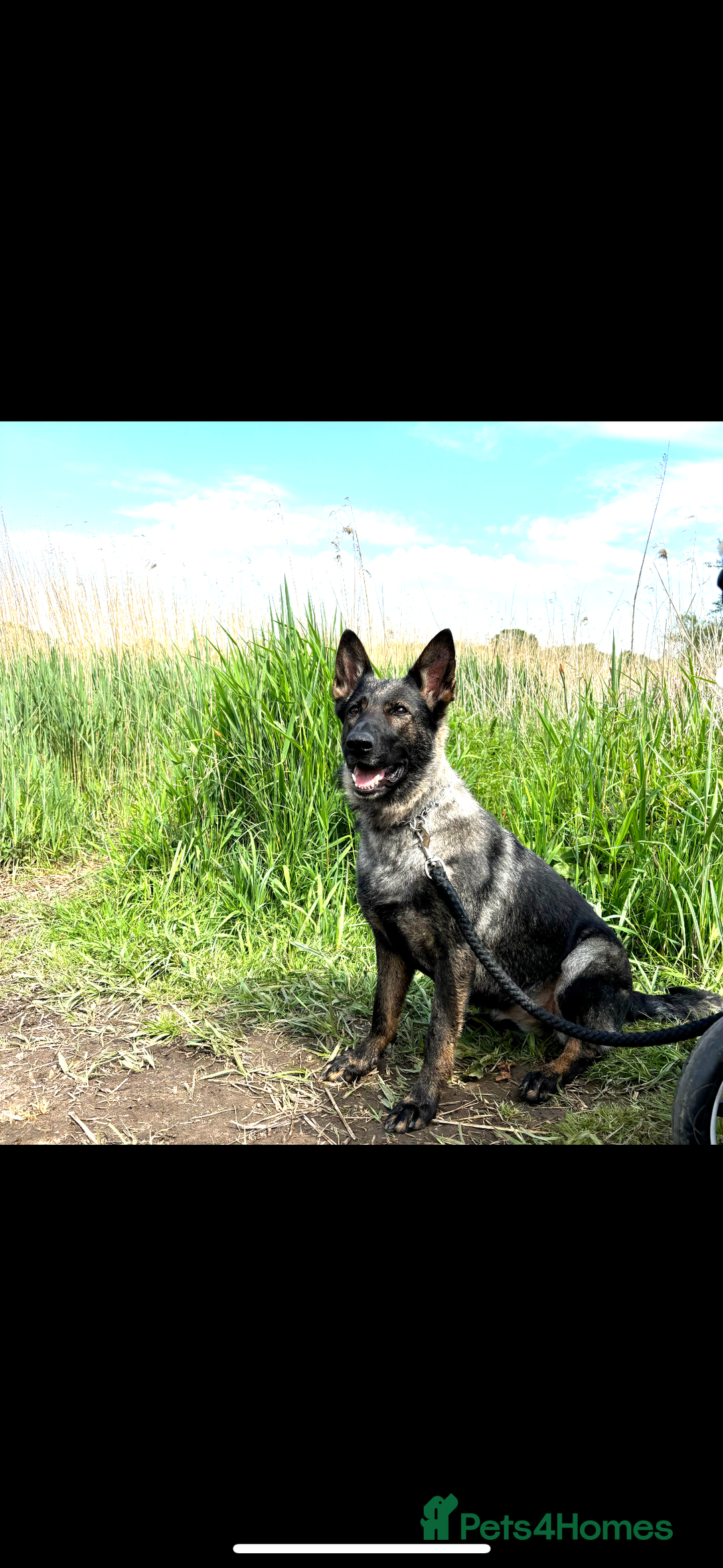 German Shepherd dogs for sale: German Shepard  - Advert 1