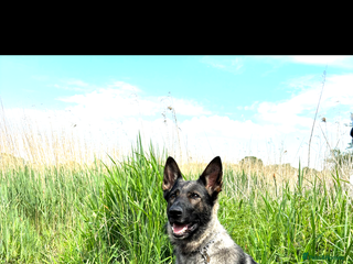 German Shepherd dogs German Shepard - Advert 1