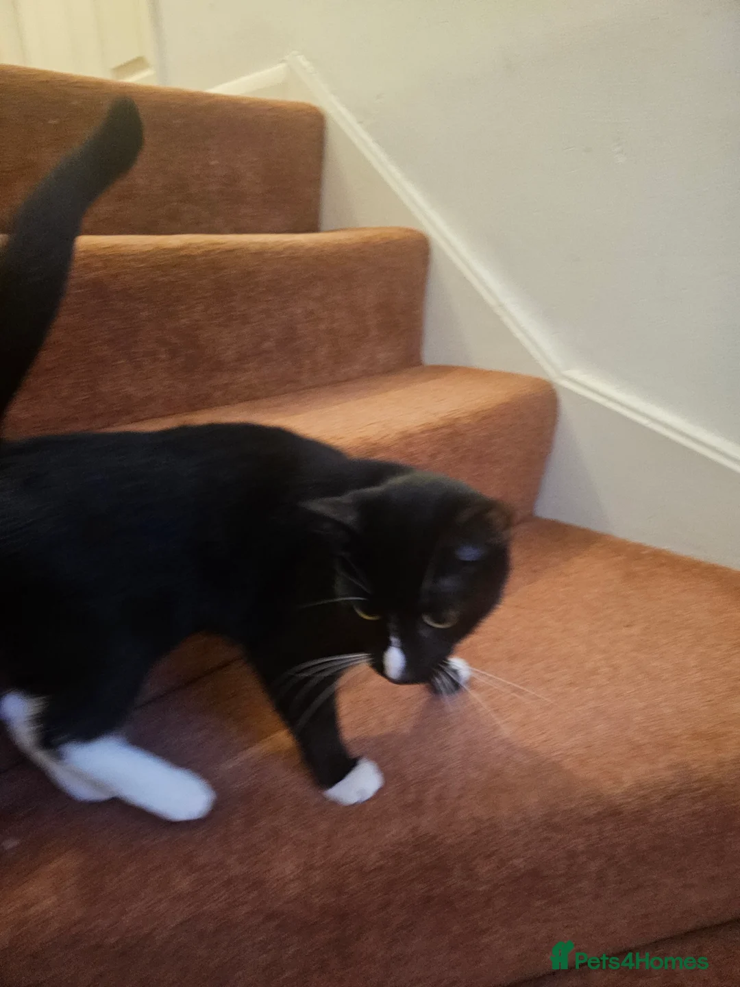 Mixed Breed cats for sale: Playful young female cat – litter trained – £150 - Advert 4