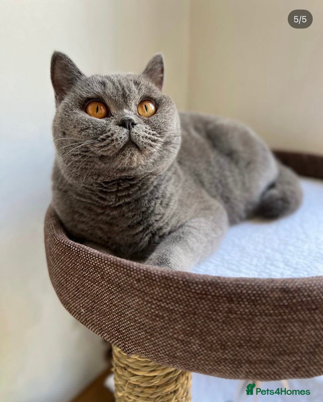 British Shorthair cats for sale: Beautiful BSH blue female cat - Advert 2