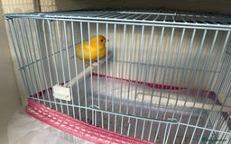 Canaries birds for sale: Canaries  - Image 6