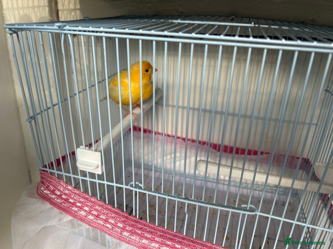 Canaries birds for sale: Canaries  - Image 6