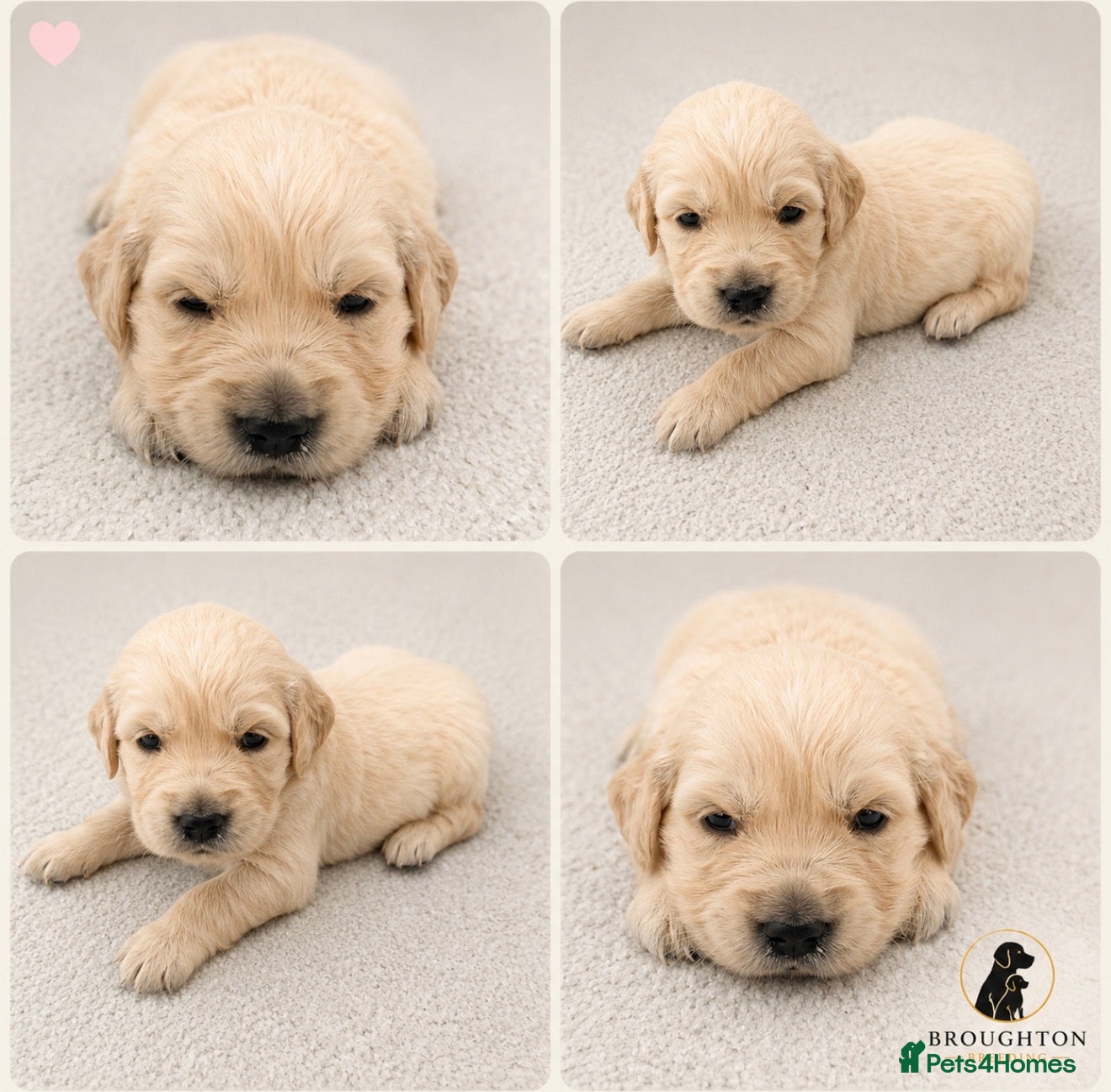 Golden Retriever dogs KC Golden Retrievers -  Health Tested Parents 🧬 - Advert 1