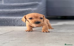 Miniature Dachshund dogs for sale: Smooth blonde miniature dachshund puppy  - Image 2