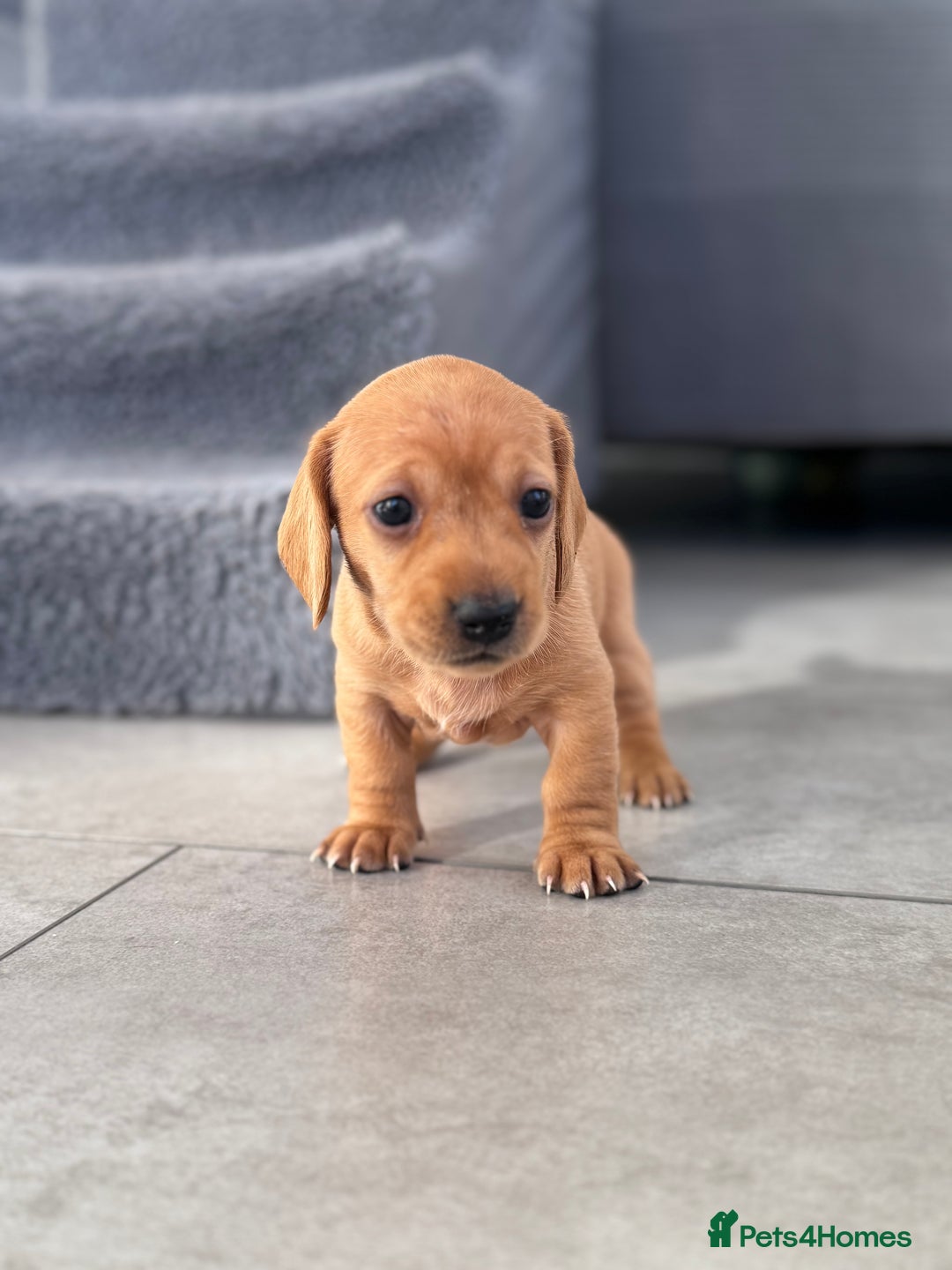 Miniature Dachshund dogs for sale: Smooth blonde miniature dachshund puppy  - Image 2