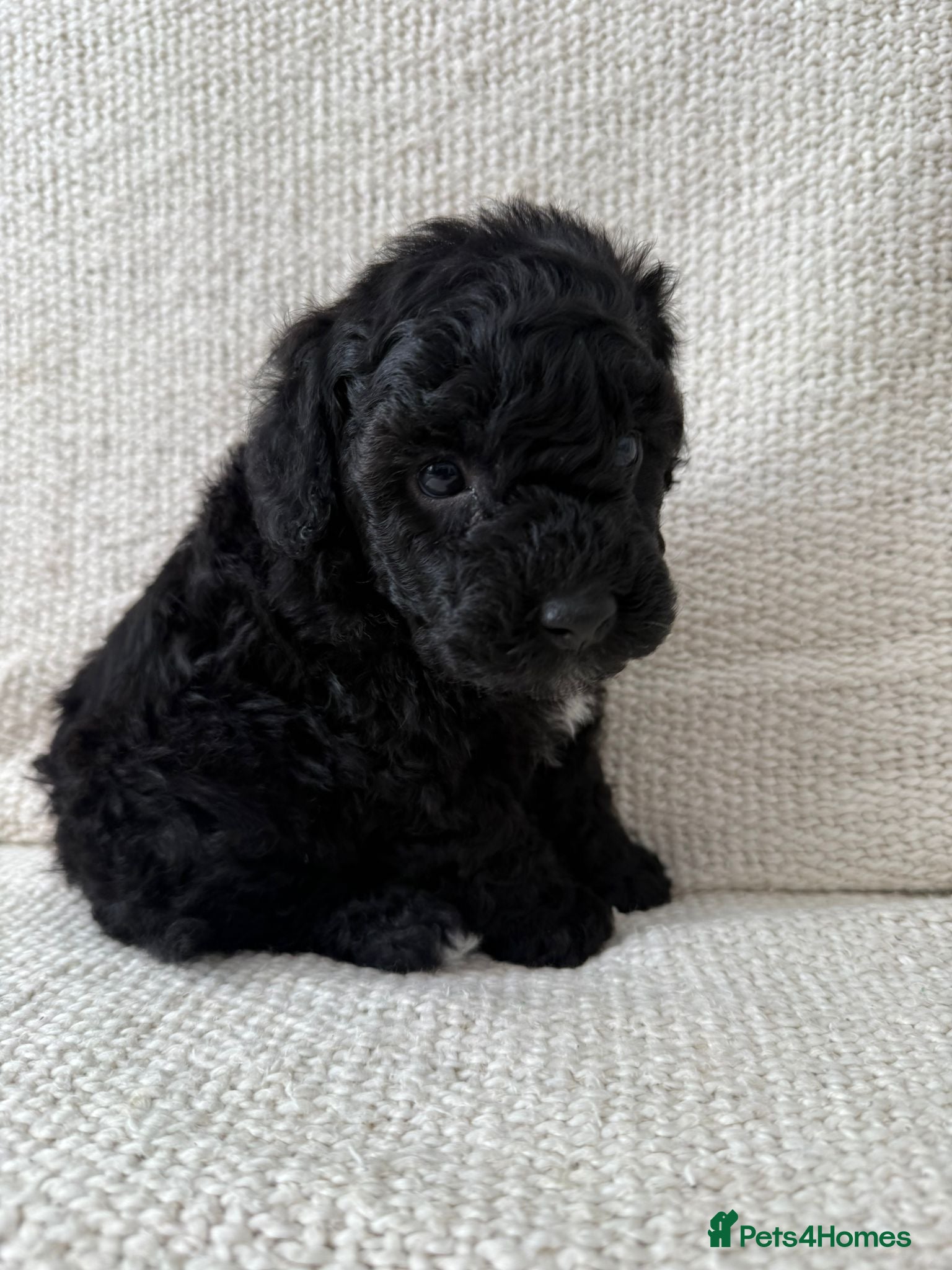 Poochon dogs Stunning F1 Poochon Puppies - Advert 2