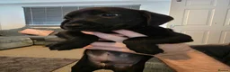 Mixed Breed dogs for sale: Staffie×whippet Pups  - Advert 5