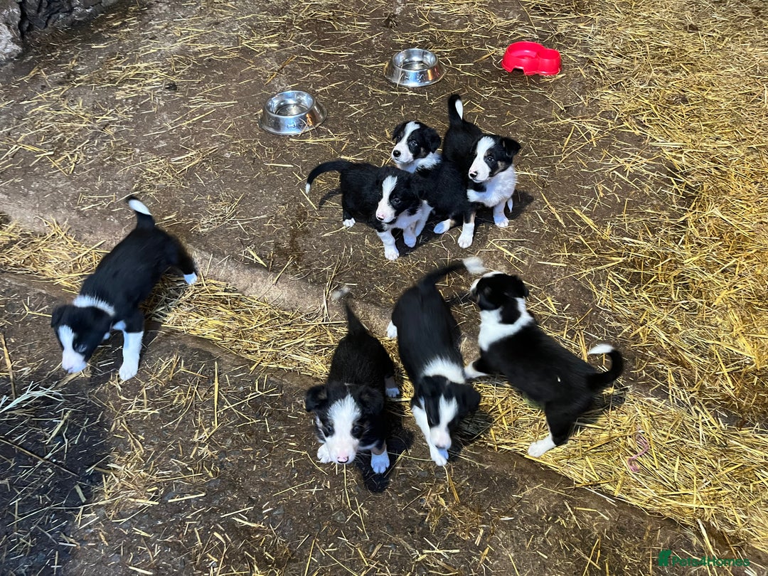 Border Collie dogs for sale: Beautiful working collies  - Advert 4