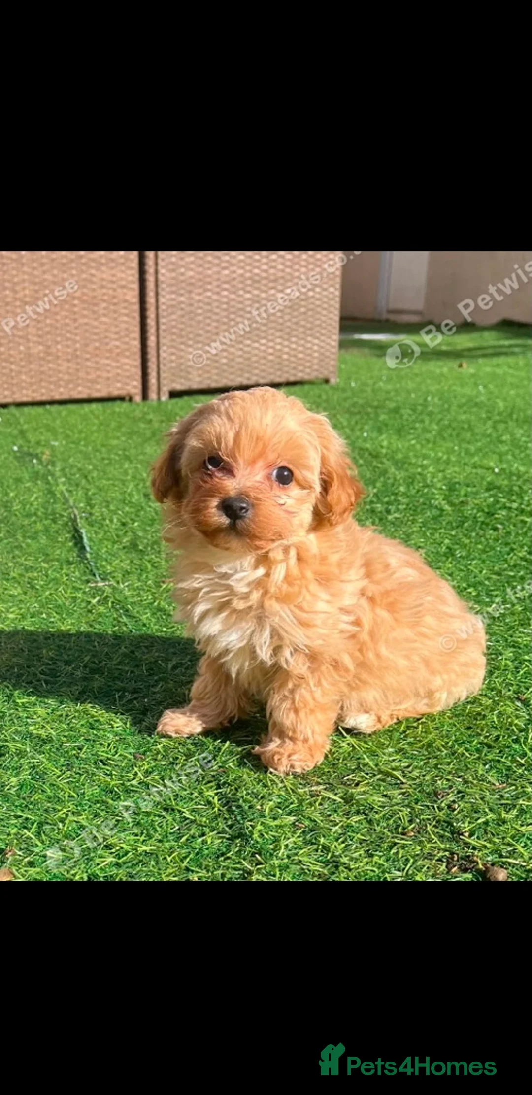 Maltipoo dogs for sale: Gorgeous apricot female maltipoo in Exmouth - Advert 4
