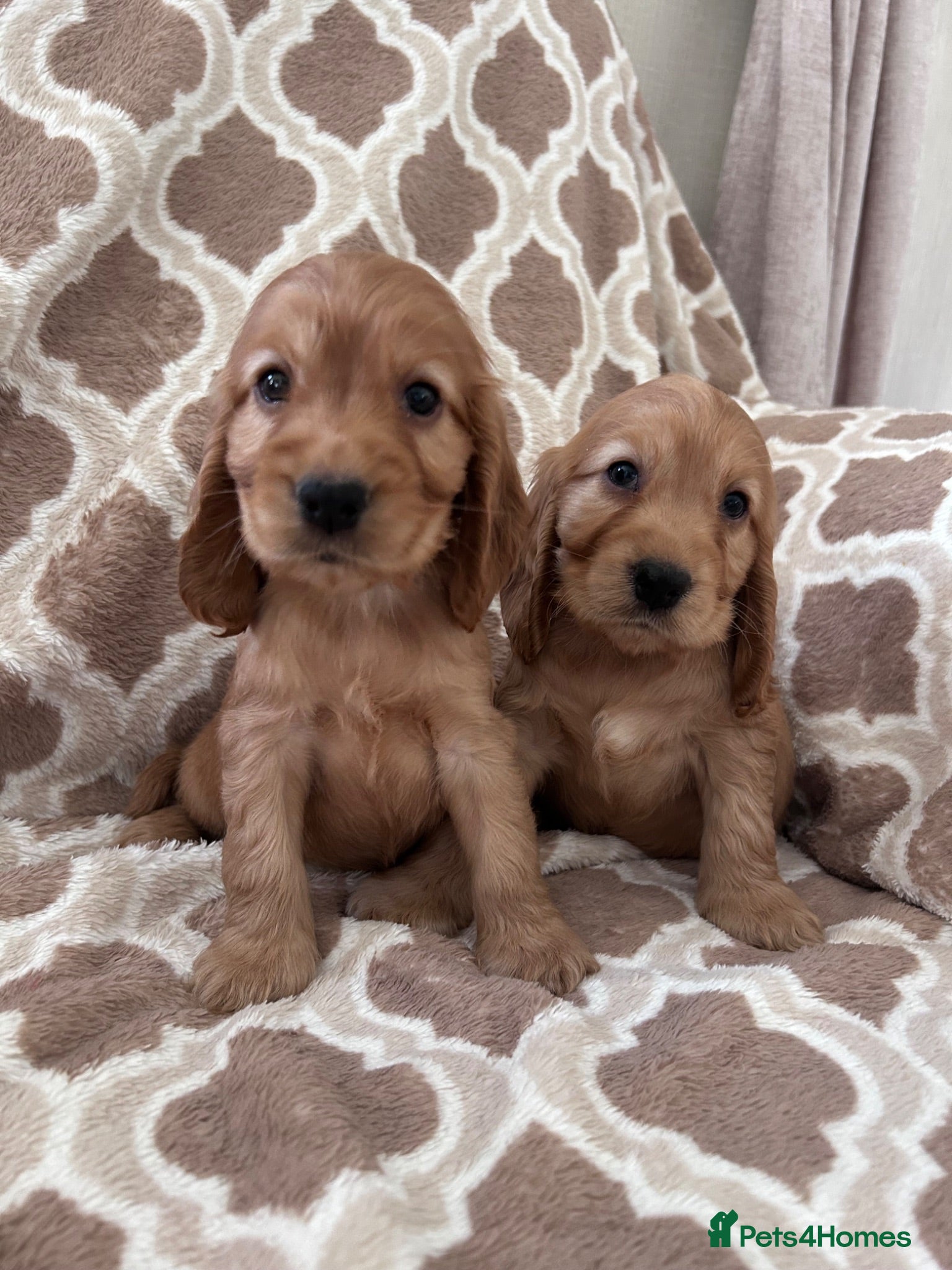 Cocker Spaniel dogs Kc reg health tested show cocker spaniels  - Advert 2