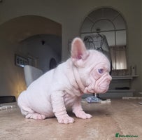 French Bulldog dogs - Advert 14