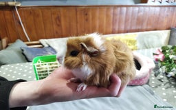 Guinea Pig rodents for sale: Five gorgeous male guinea pigs different breeds in Milnthorpe - Image 20