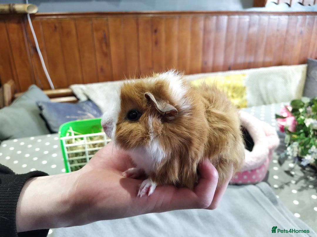Guinea Pig rodents for sale: Five gorgeous male guinea pigs different breeds in Milnthorpe - Image 20