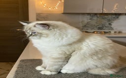 Ragdoll cats for sale: Blue Lynx TICA boy  - Image 27