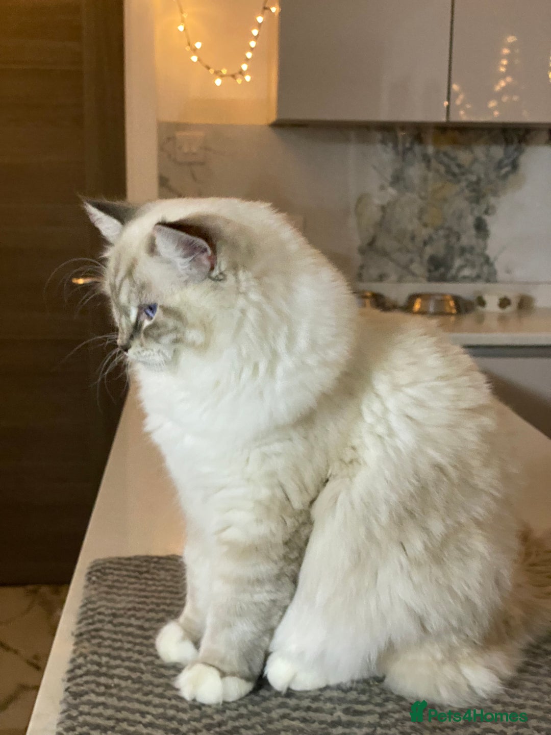 Ragdoll cats for sale: Blue Lynx TICA boy  - Image 27