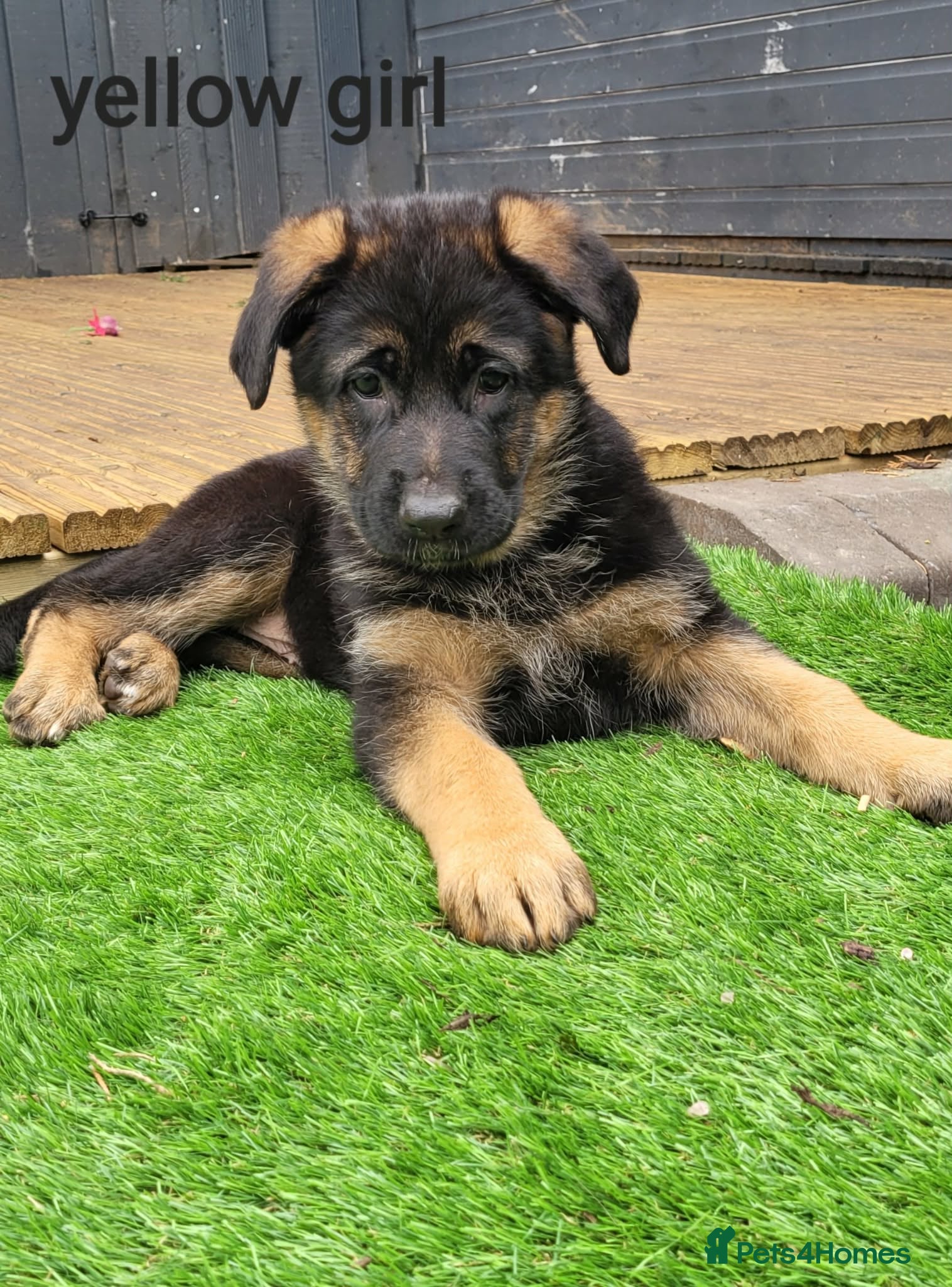 German Shepherd dogs 4 generation German shepard (shorthair) - Advert 10