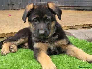 German Shepherd dogs 4 generation German shepard (shorthair) - Advert 10