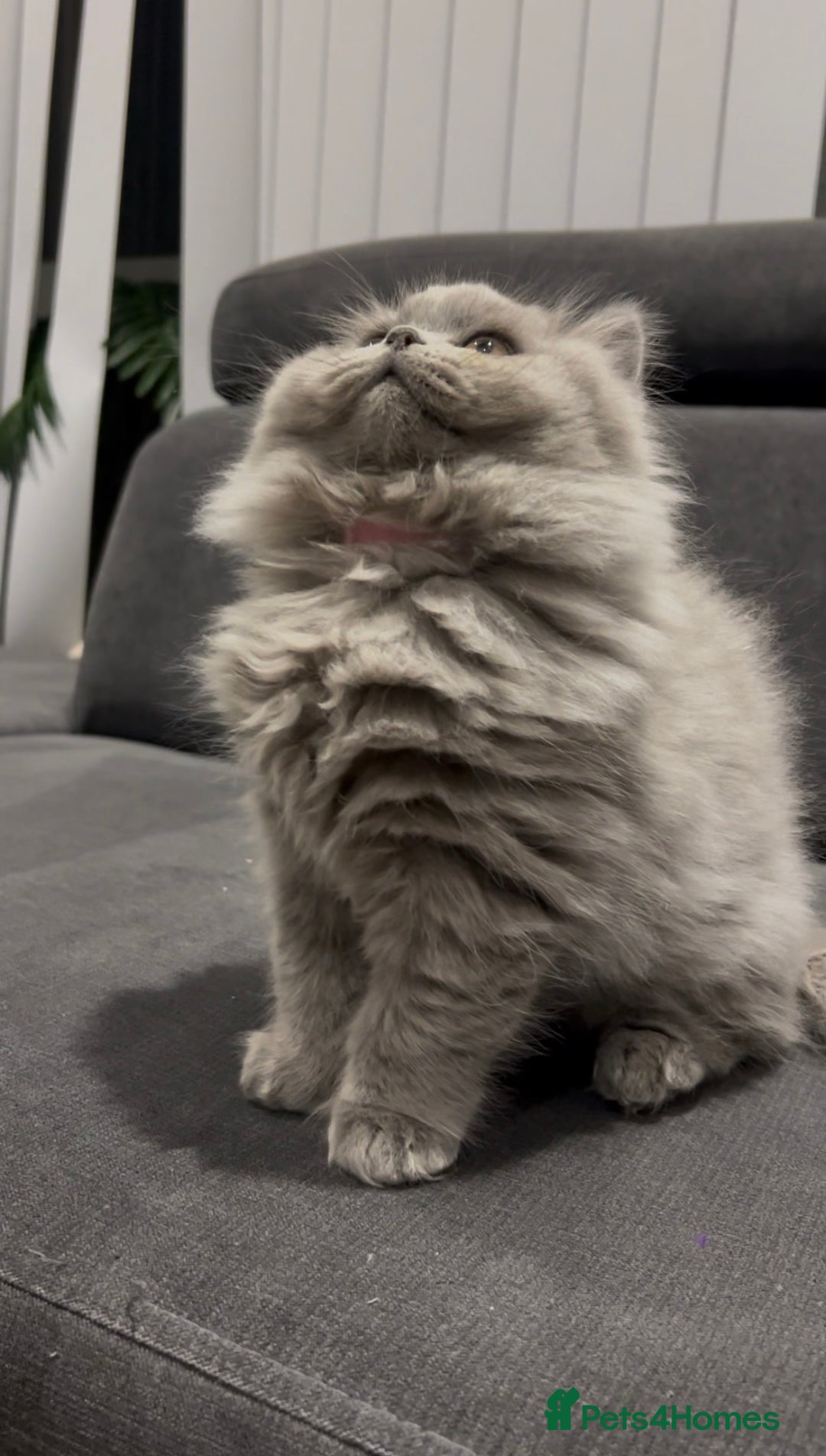 British Shorthair cats for sale: GCCF Champion British Shorthair  - Advert 6