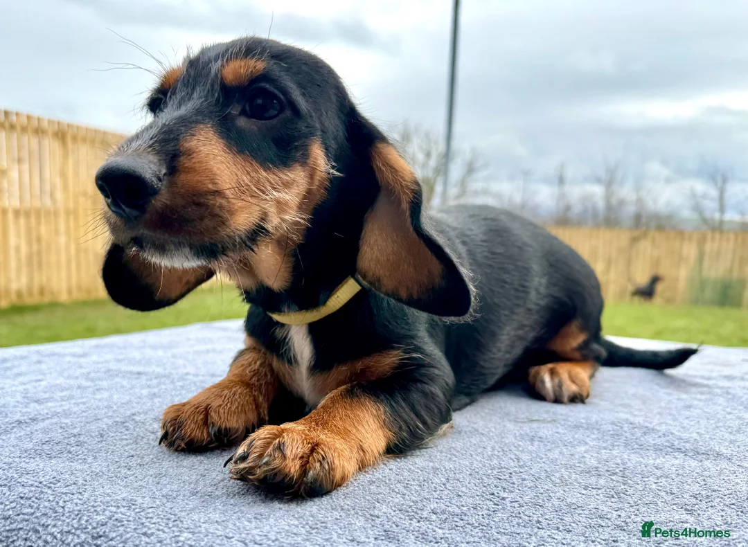 Dachshund dogs for sale: Dachshund puppies standard, wired-haired & smooth - Advert 31