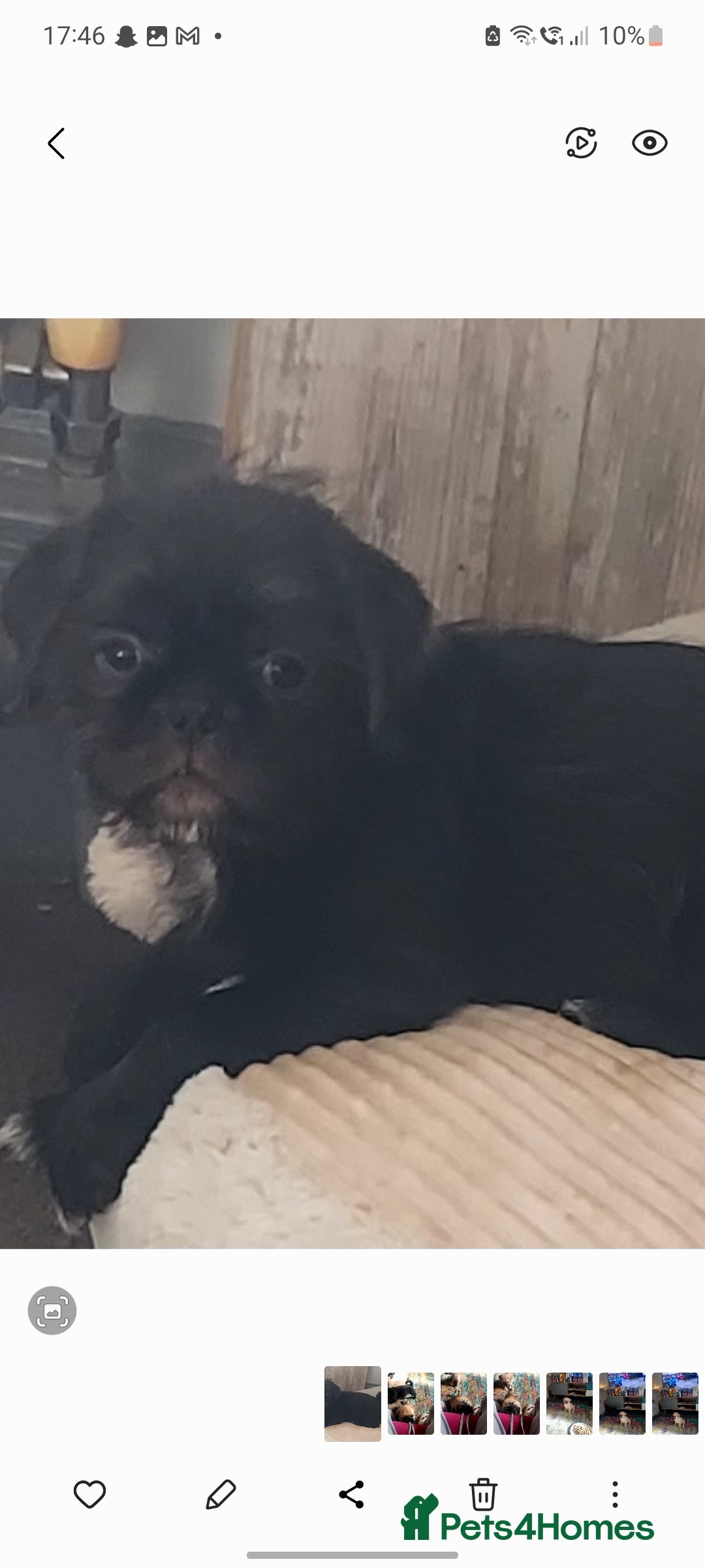 Mixed Breed dogs for sale: Puppys Reduced  in Jarrow - Image 11