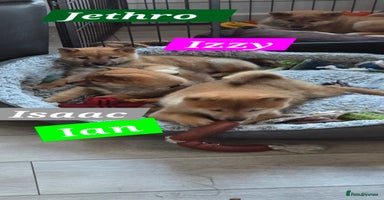 Japanese Shiba Inu dogs Gorgeous Shibas  - Advert 1