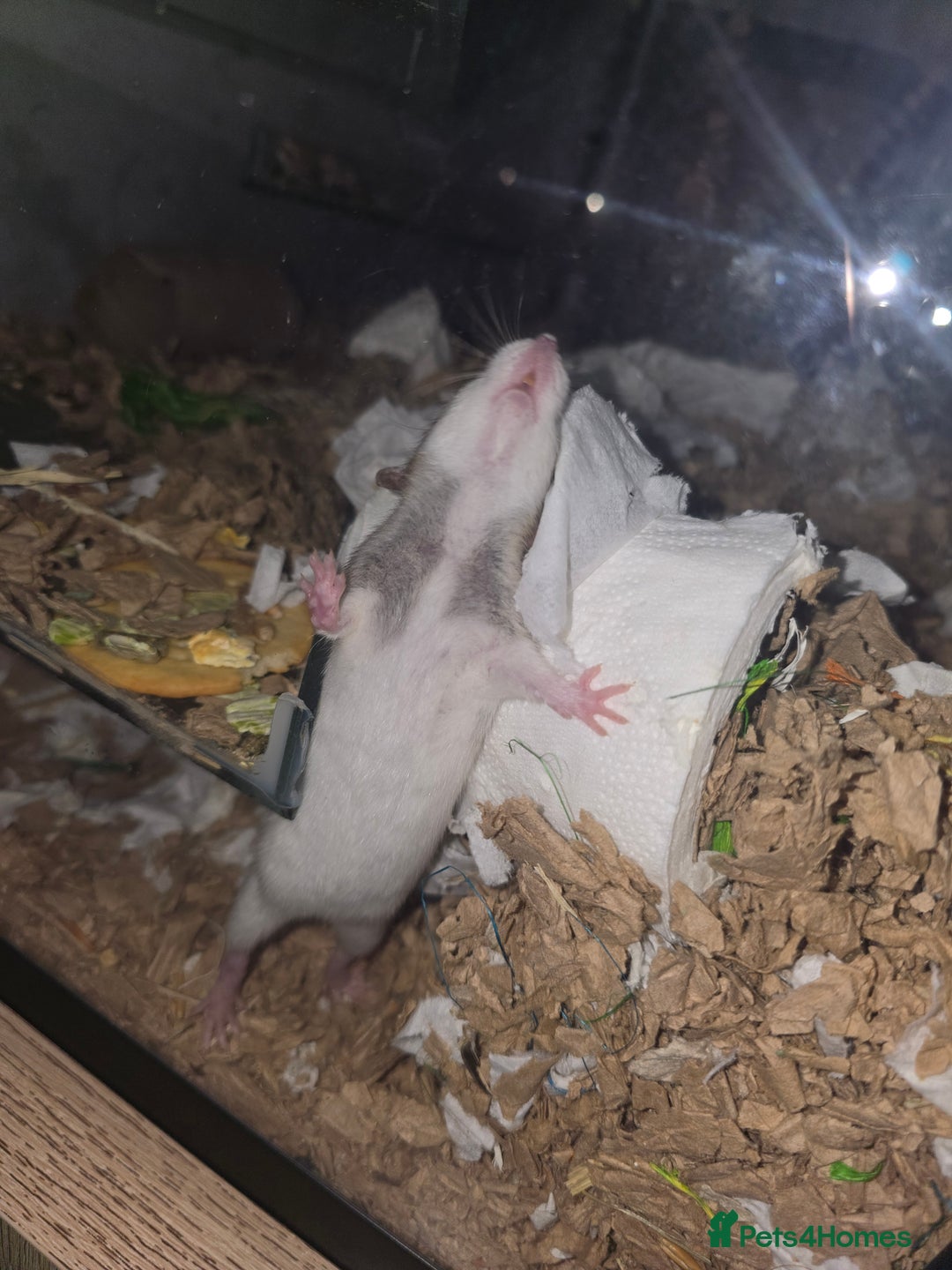 Rat rodents for sale: Dwarf Dumbo Rats - Advert 1