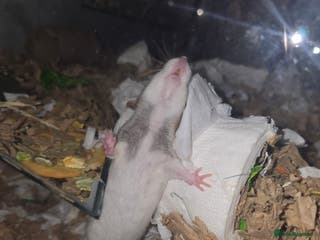 Rat rodents Dwarf Dumbo Rats - Advert 1