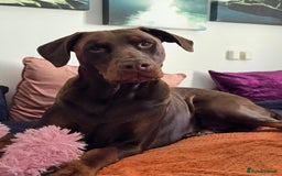 Dobermann dogs for sale: *HEALTH TESTED,HOME REARED,STUNNING DOBERMAN PUPS - Image 25