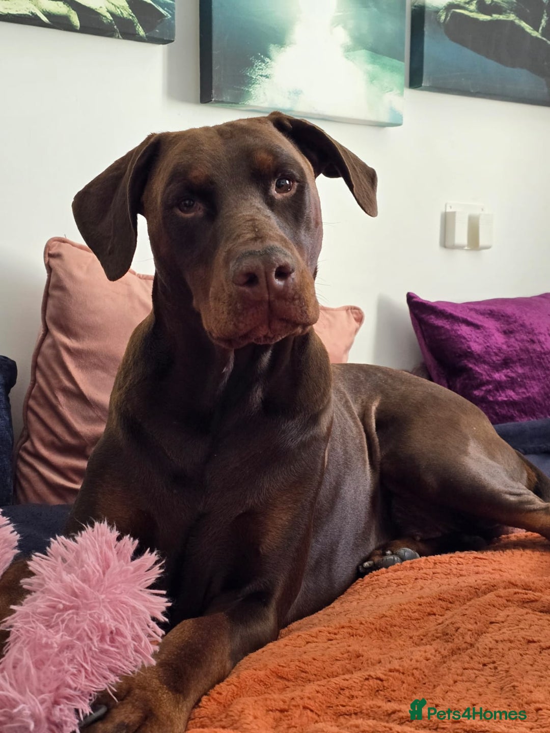 Dobermann dogs for sale: *HEALTH TESTED,HOME REARED,STUNNING DOBERMAN PUPS - Image 25