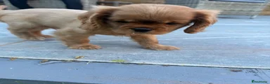 Cavalier King Charles Spaniel 1
