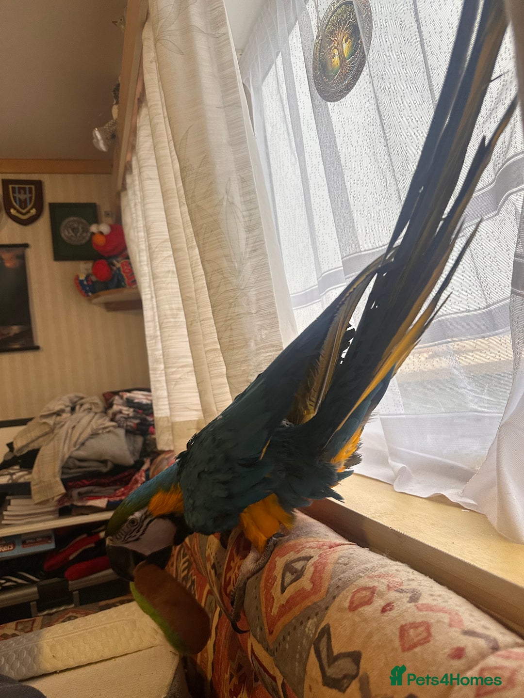 Macaws birds for sale: Blue and Gold Macaw - Image 4