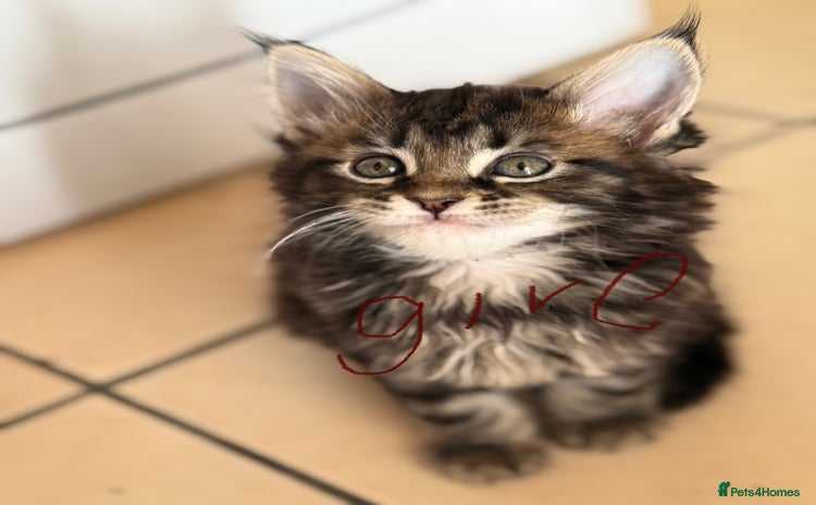 Maine Coon cats - Advert 3