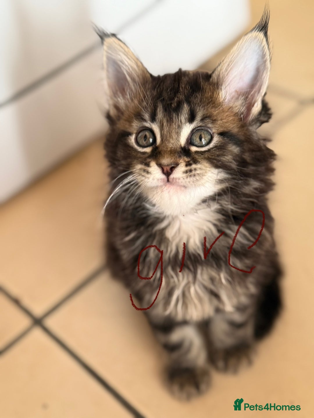 Maine Coon cats for sale: 6 beautiful angels - Image 1