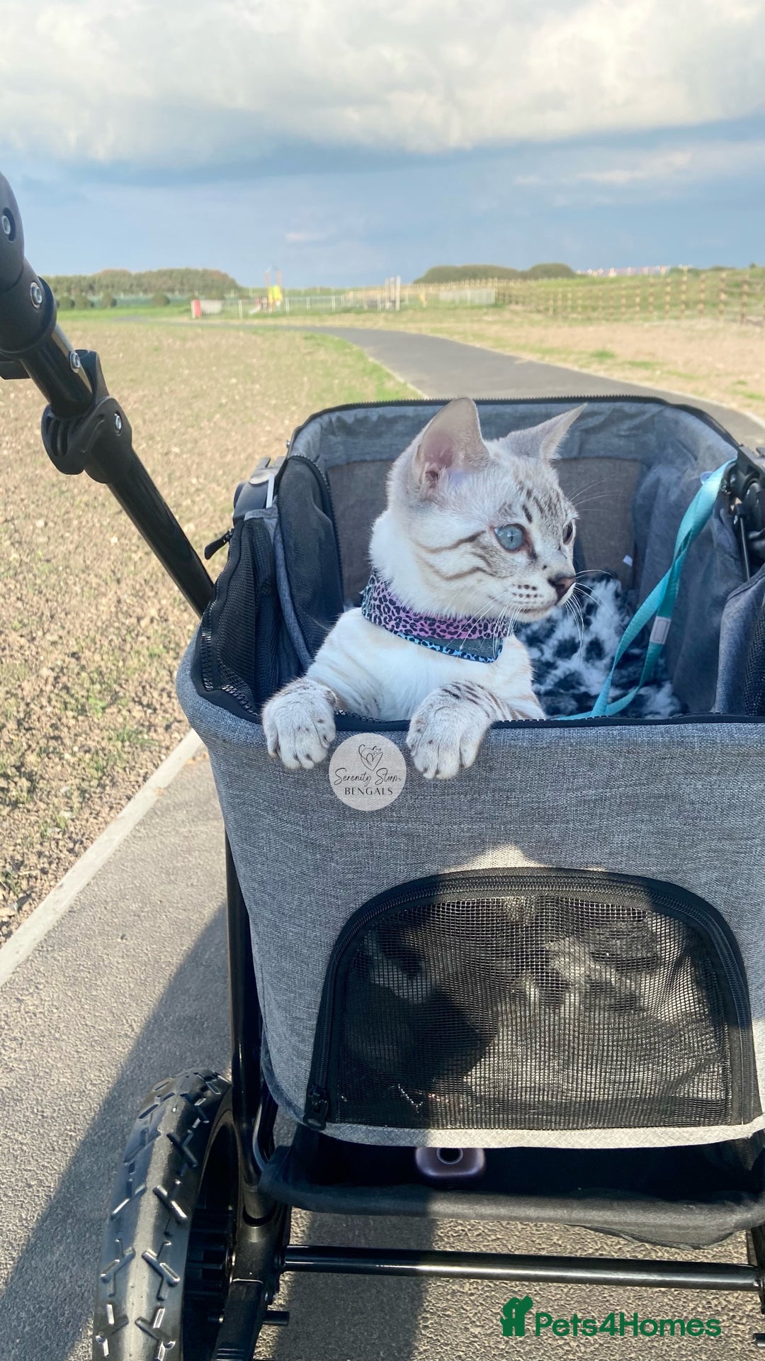 Bengal cats for sale: 🔥🏆OUTSTANDING SHOW BENGALS… READY 26th AUGUST💯 - Image 21
