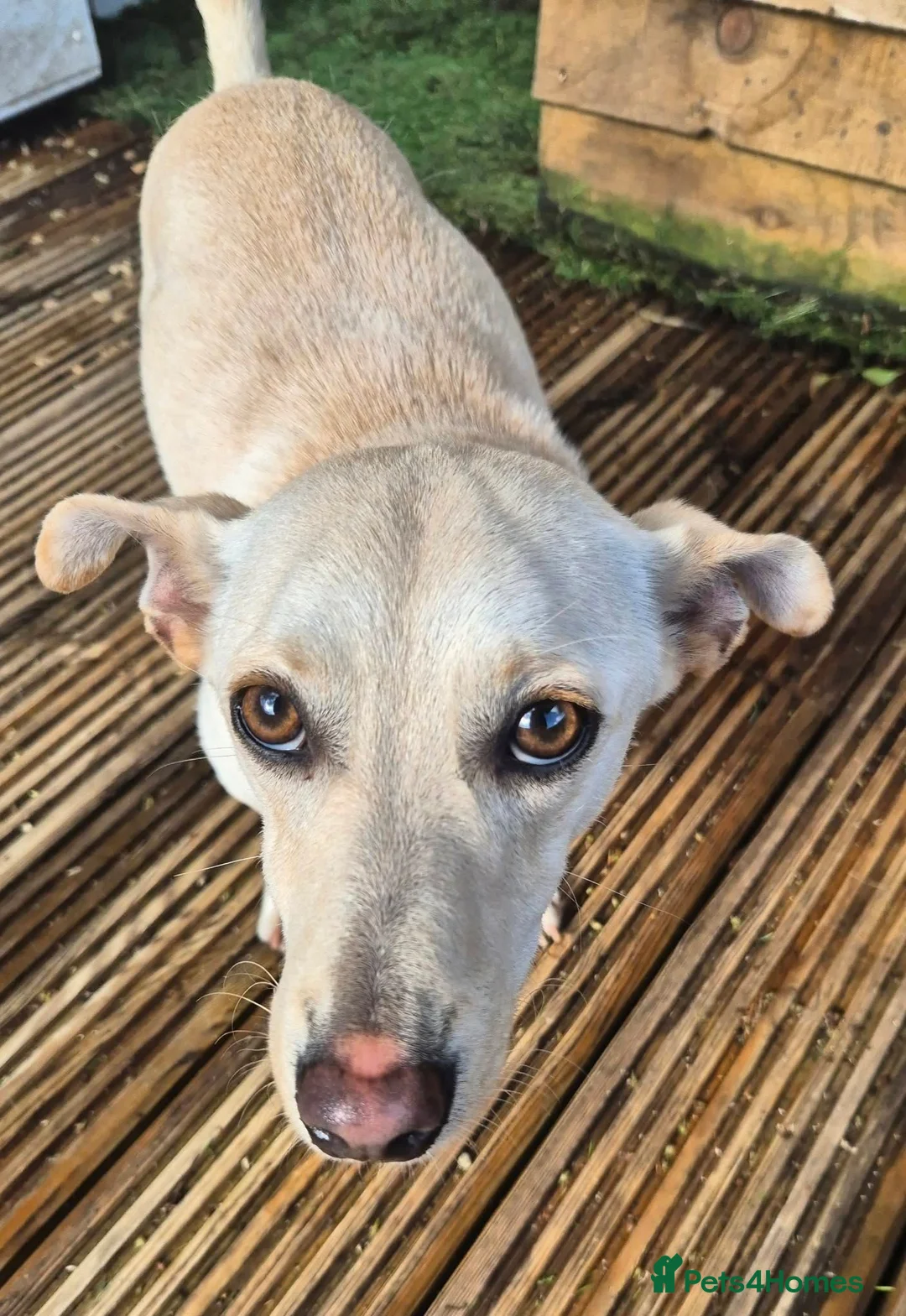 Mixed Breed dogs for adoption: Bobby - In Ayr Looking for a Home  - Advert 2