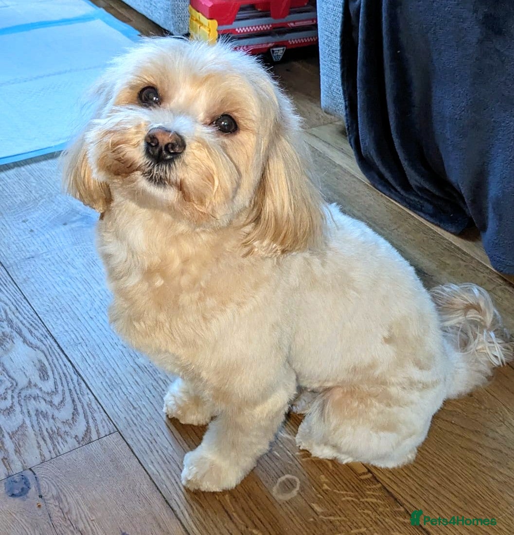 Maltipoo dogs 4 female Maltipoo pups for sale - Advert 2