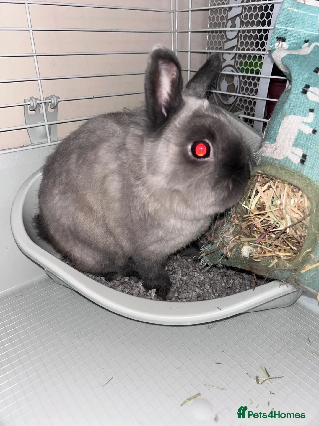 Netherland Dwarf rabbits for sale: Dwarf rabbit  in London - Advert 2