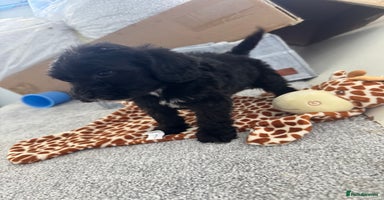 Sheepadoodle dogs - Advert 15