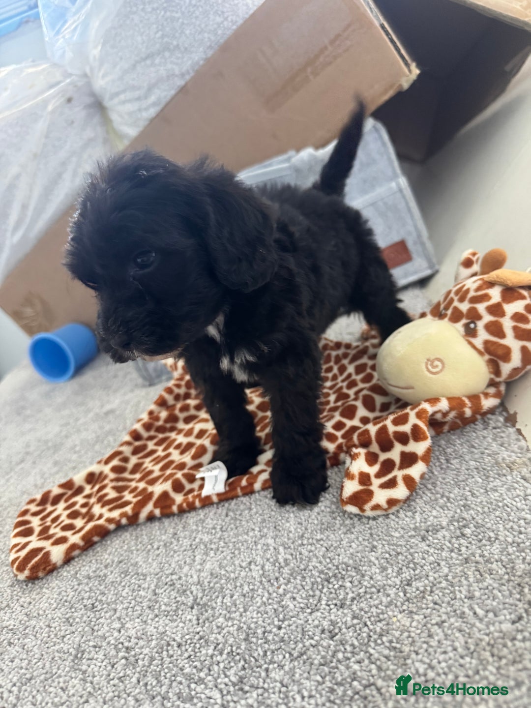 Sheepadoodle dogs for sale: Micro-mini Sheepadoodle reduced !!!!! - Image 2
