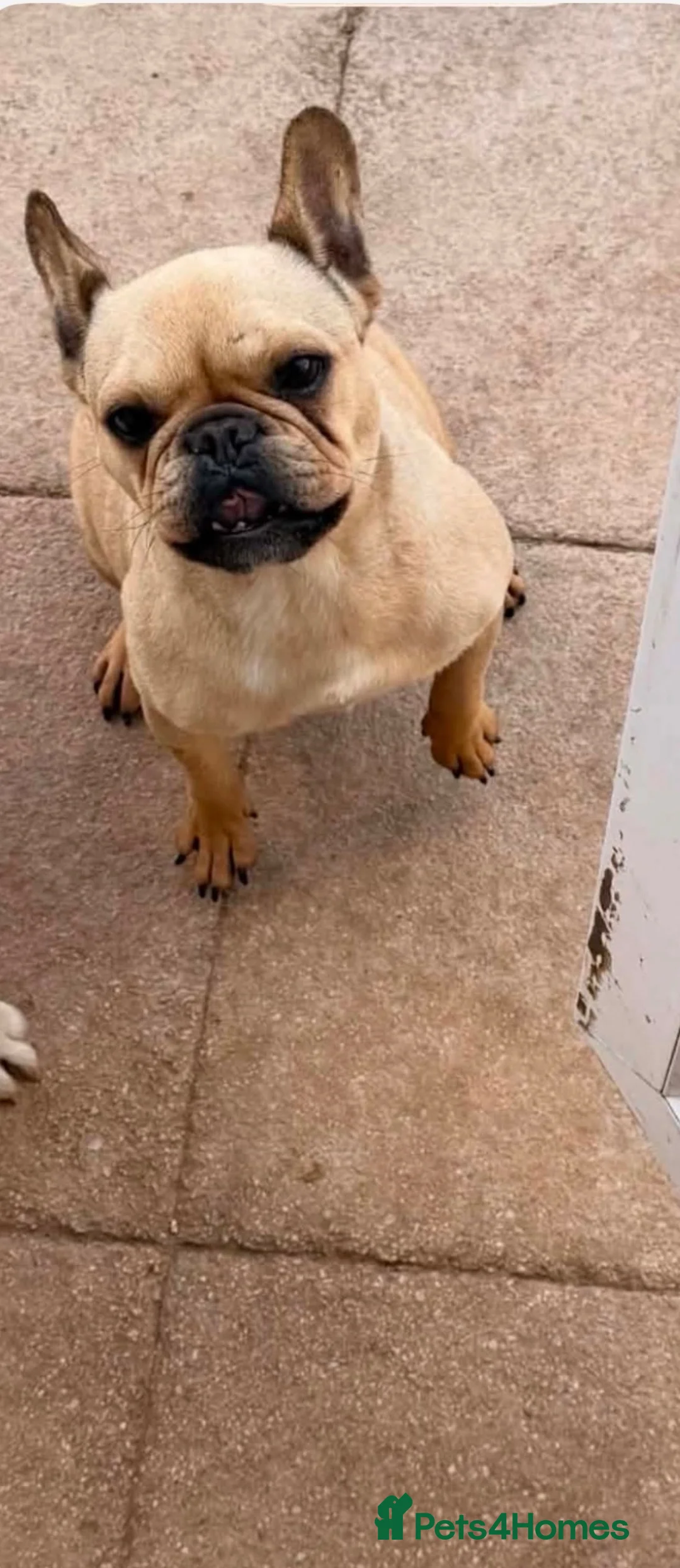 Pug dogs for sale: 2 year old pug  in London - Advert 2