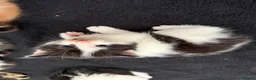 Mixed Breed cats for sale: Mixed Maine Coon kittens  - Advert 3